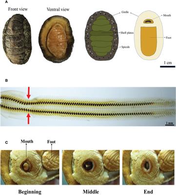Multiscale analysis of the unusually complex muscle fibers for the chiton radulae
